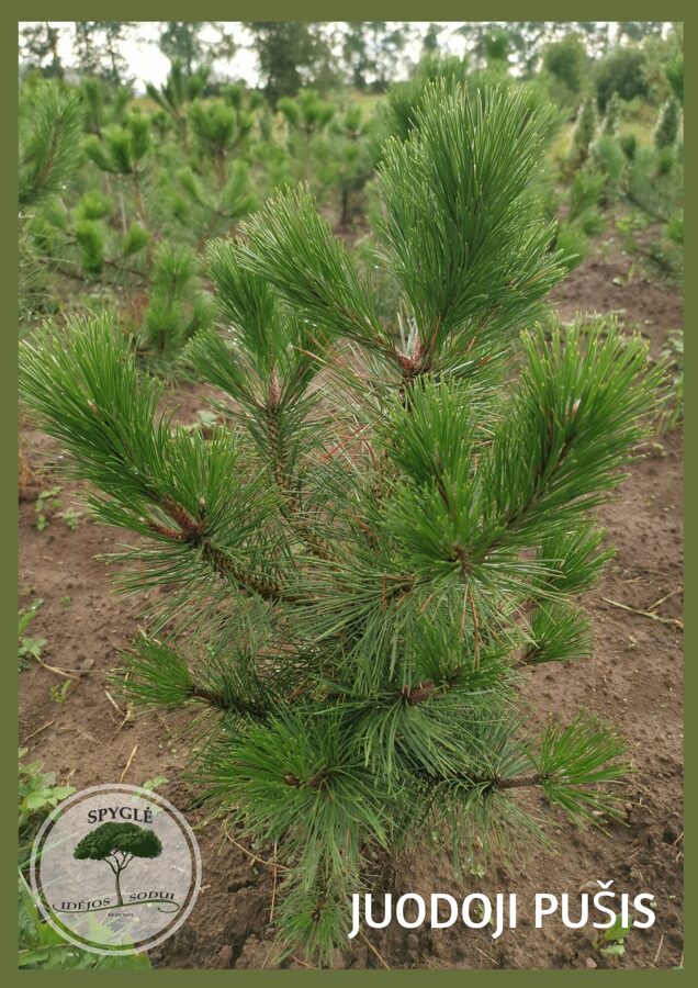 Pinus mugo Nigra