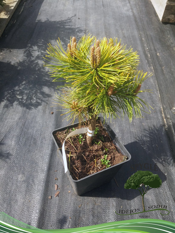 Pinus mugo "Wintergold"